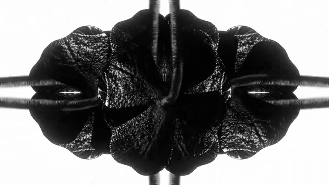 BRUJA - TRIFOI feat. RAVA