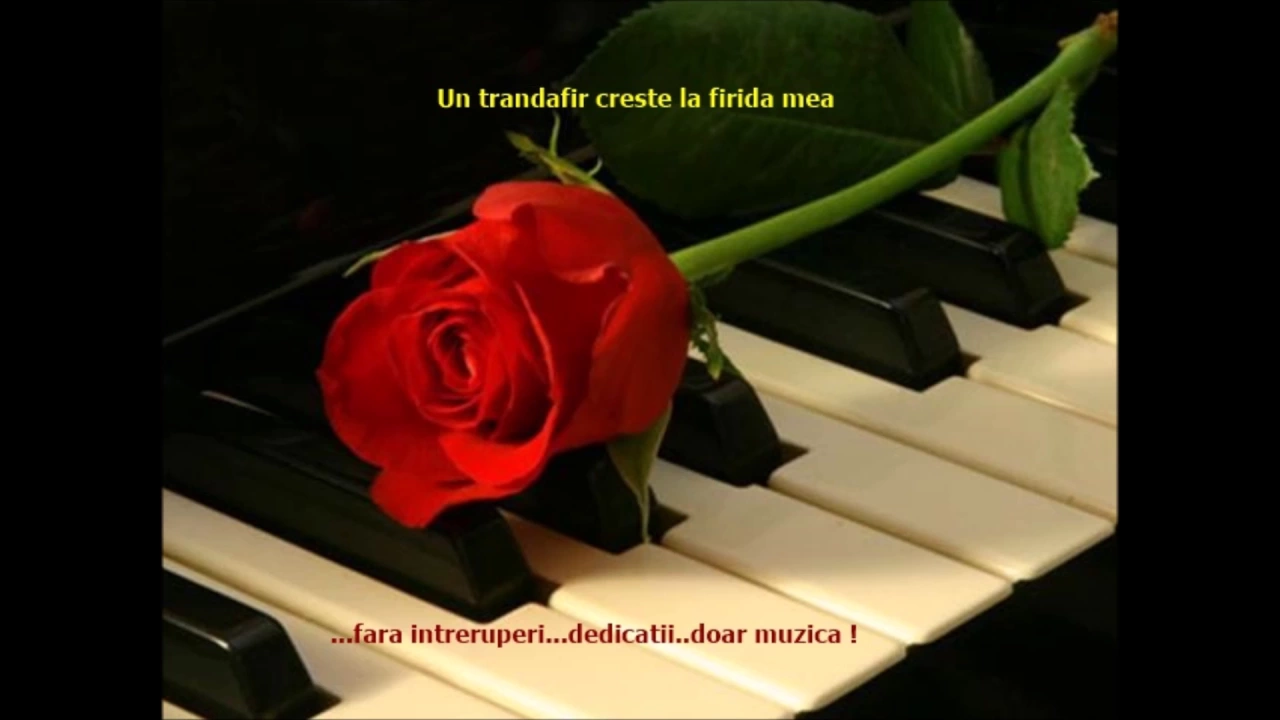UN TRANDAFIR CRESTE LA FIRIDA MEANEW style - Gigel Oprea