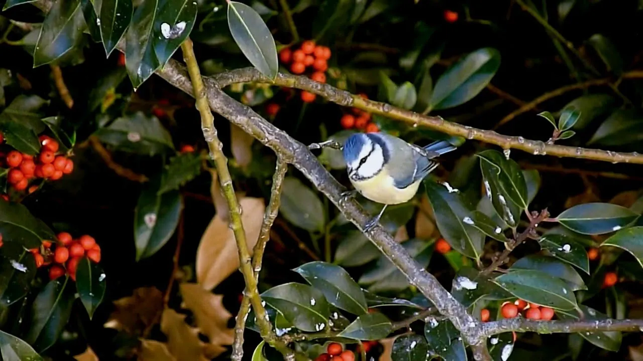 SORINEL DE LA PLOPENI - Nu faci din frate strain 2019