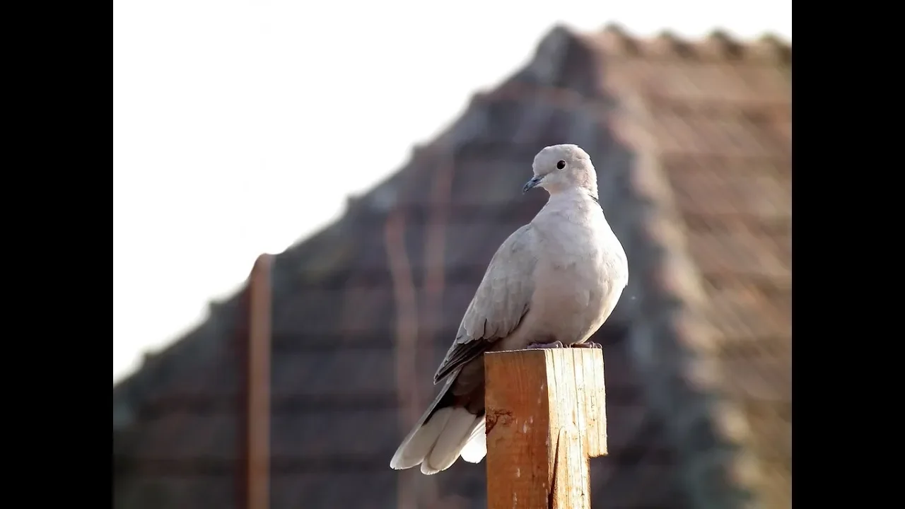 SORINEL DE LA PLOPENI - Zboara mandra turturea 2019