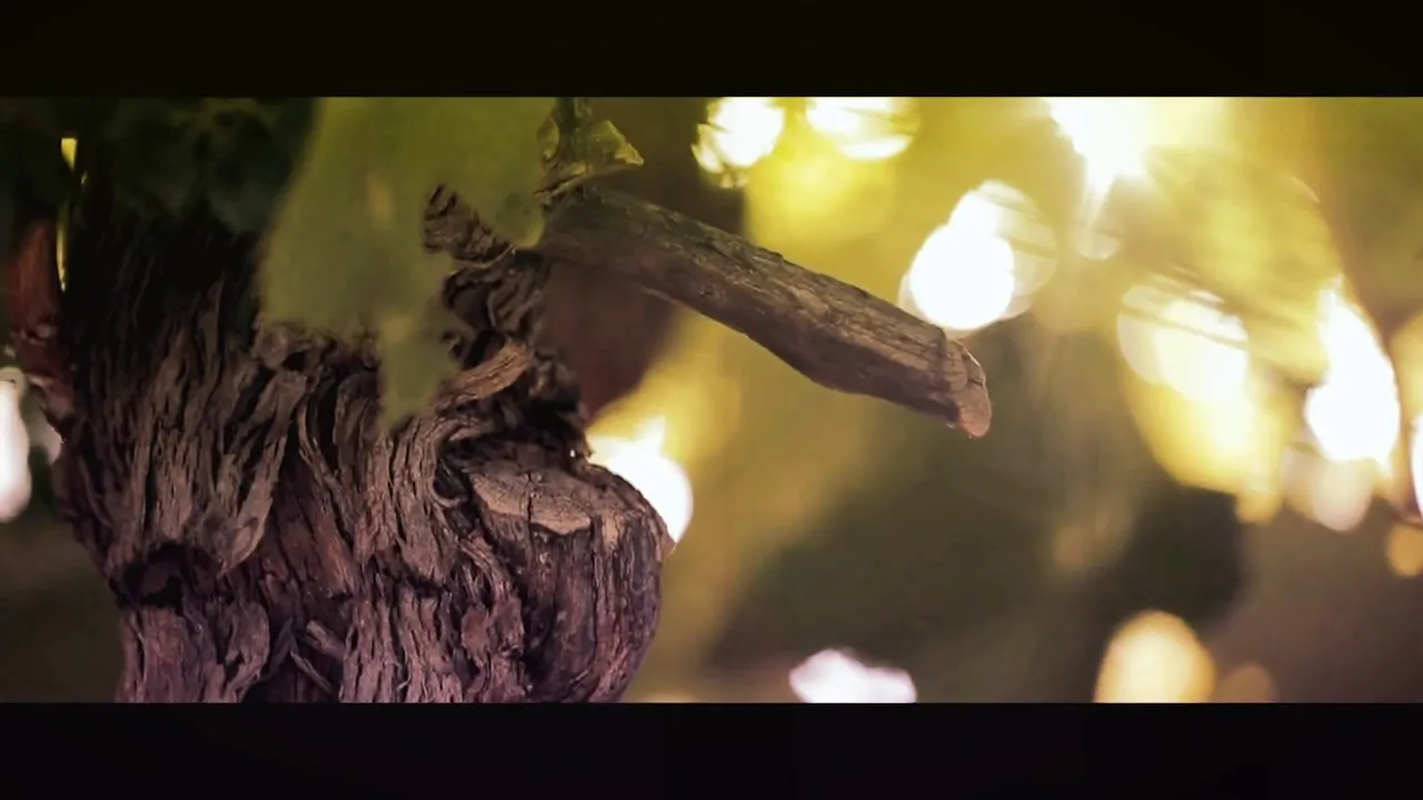 FLORINEL - 44 DE PAHARE (Sarba)