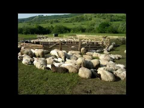 George Bulgar - Sus In Varful Muntelui