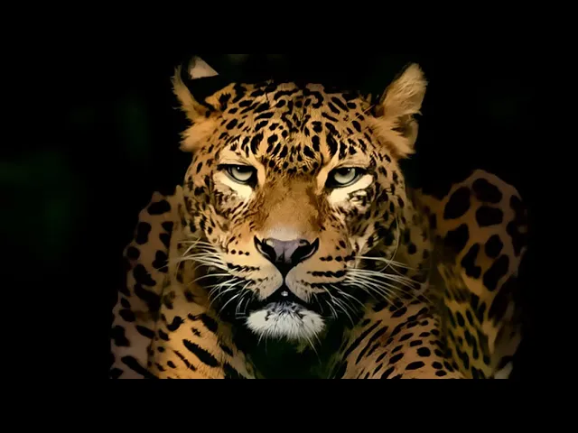 MIRAJ TZUNAMI - INIMA MEA (COVER ZEMER 2019)