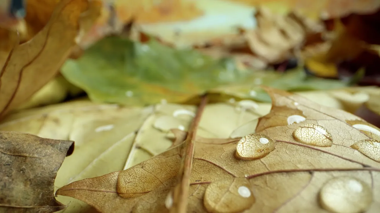 Vlad Flueraru x Ashu - Picatura de adevar (Original Radio Edit)