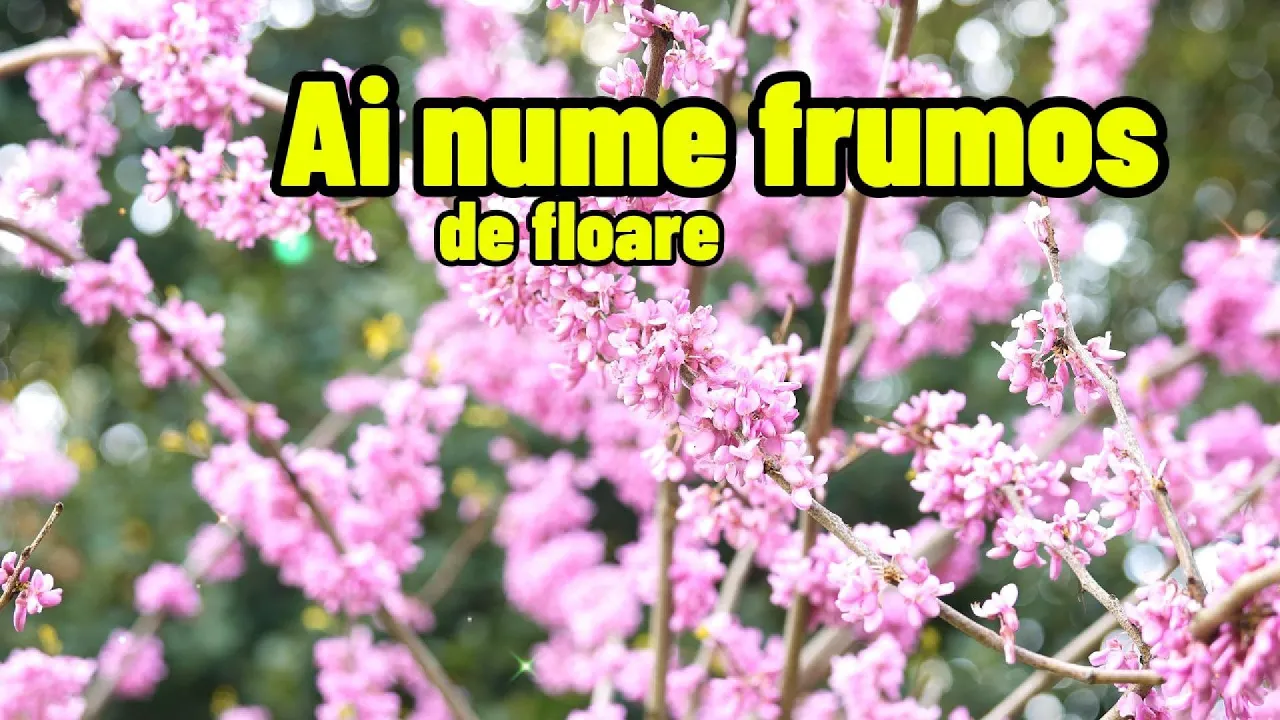 Melodie de Florii - Ai nume frumos de floare 2025